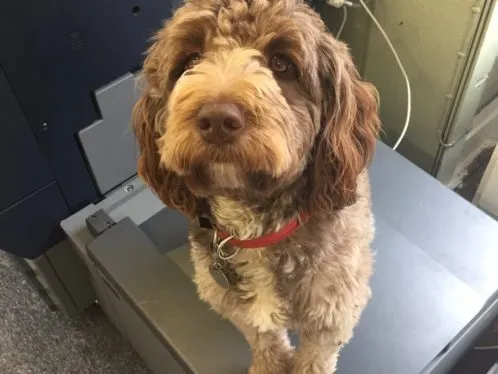 Image of photocopier with shop dog Penny sat on top